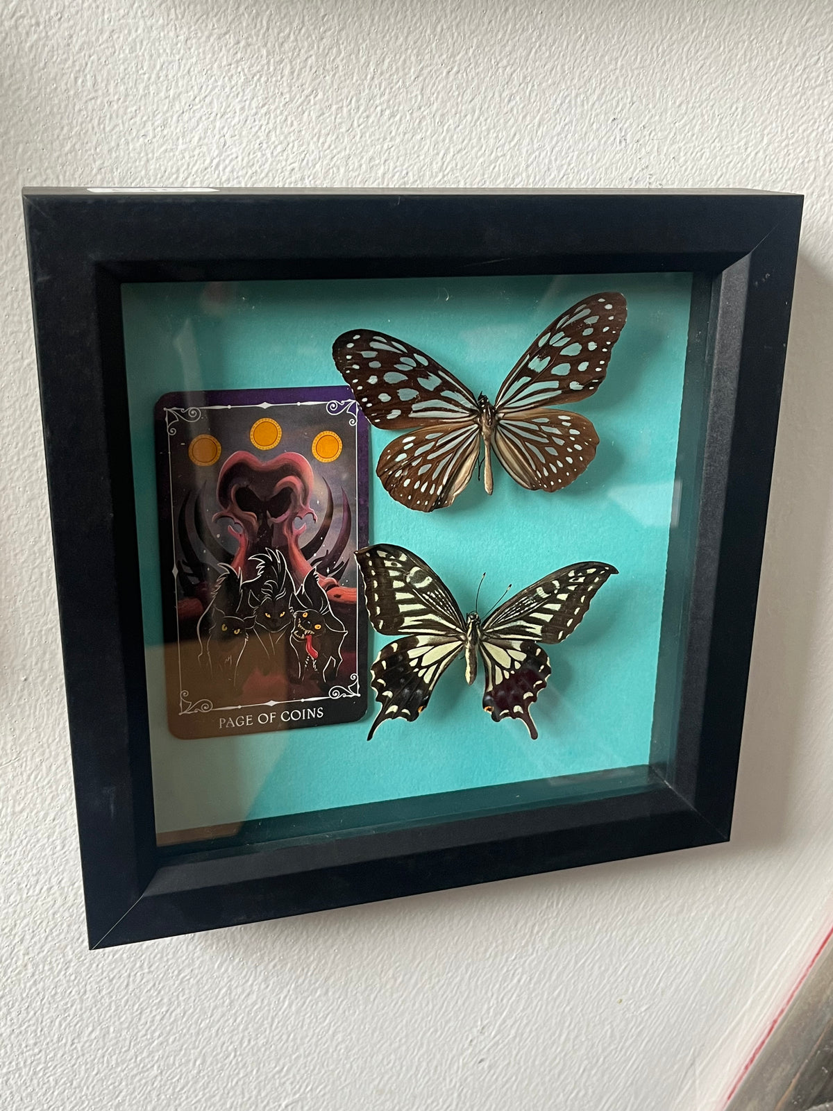 Asian Swallowtail and Blue Glassey Tiger butterfly