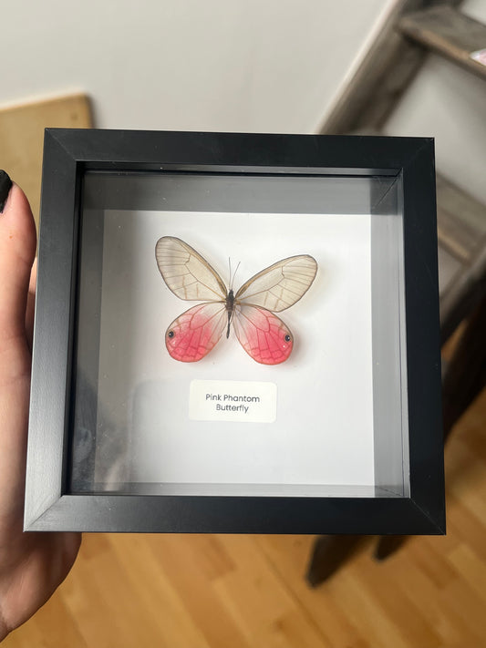 Pink Phantom Butterfly