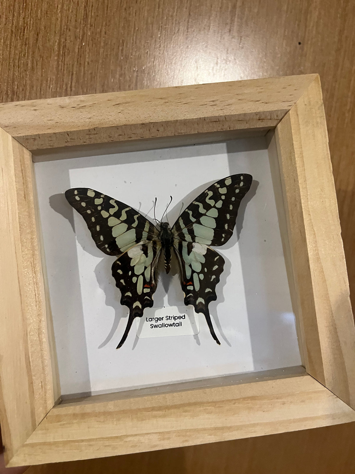 Larger Striped Swallowtail