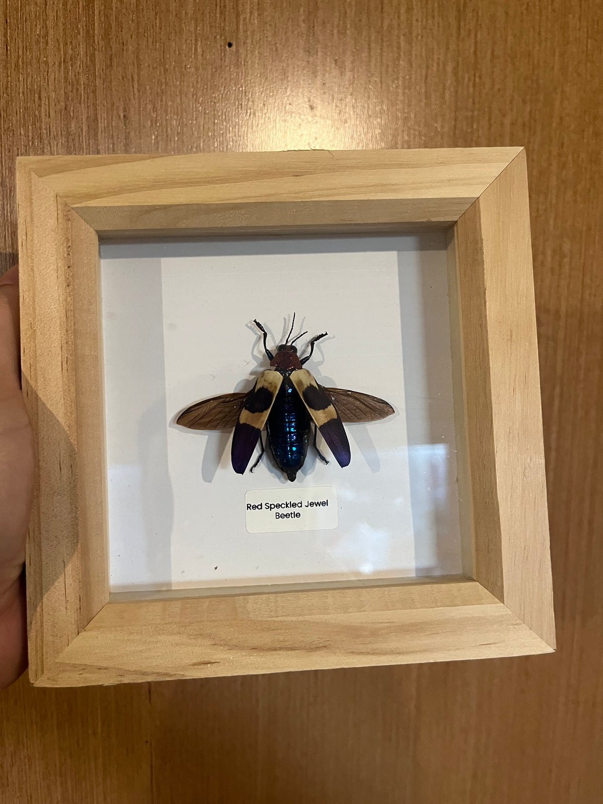 Red Speckled Jewel Beetle