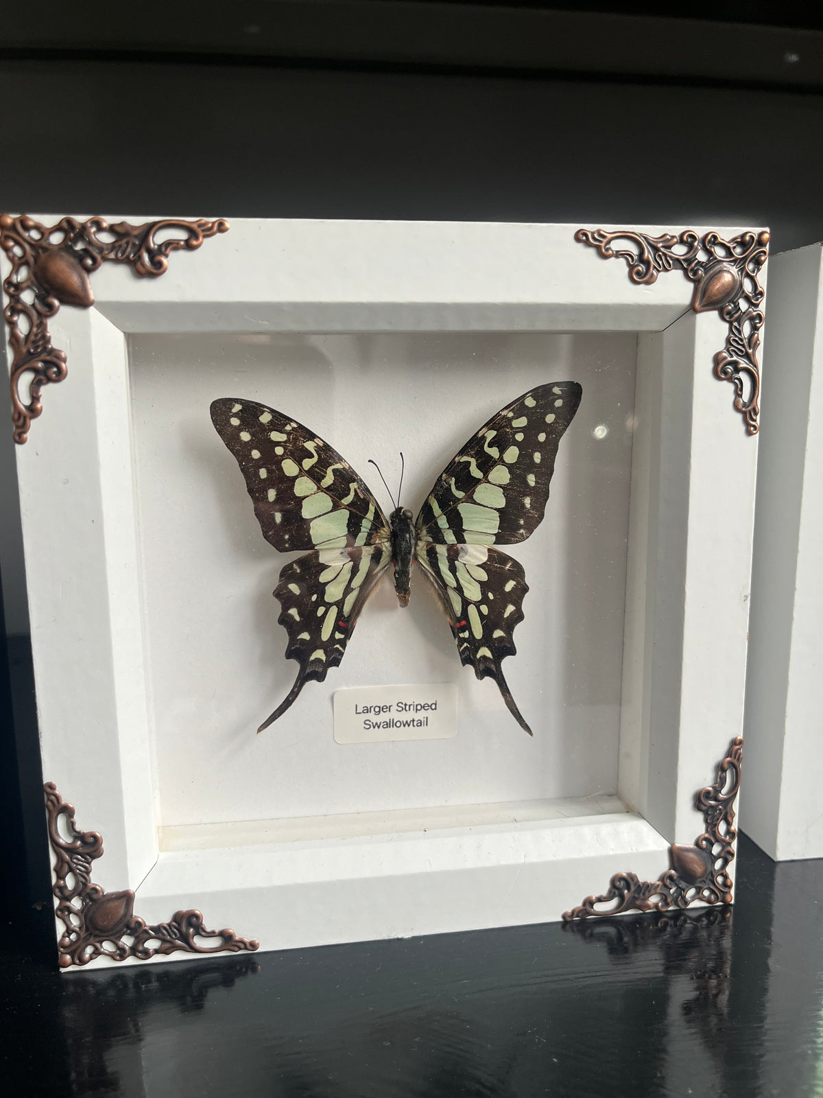 Larger Striped Swallowtail