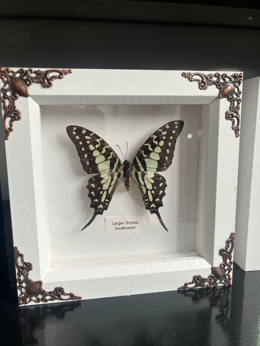 Larger Striped Swallowtail