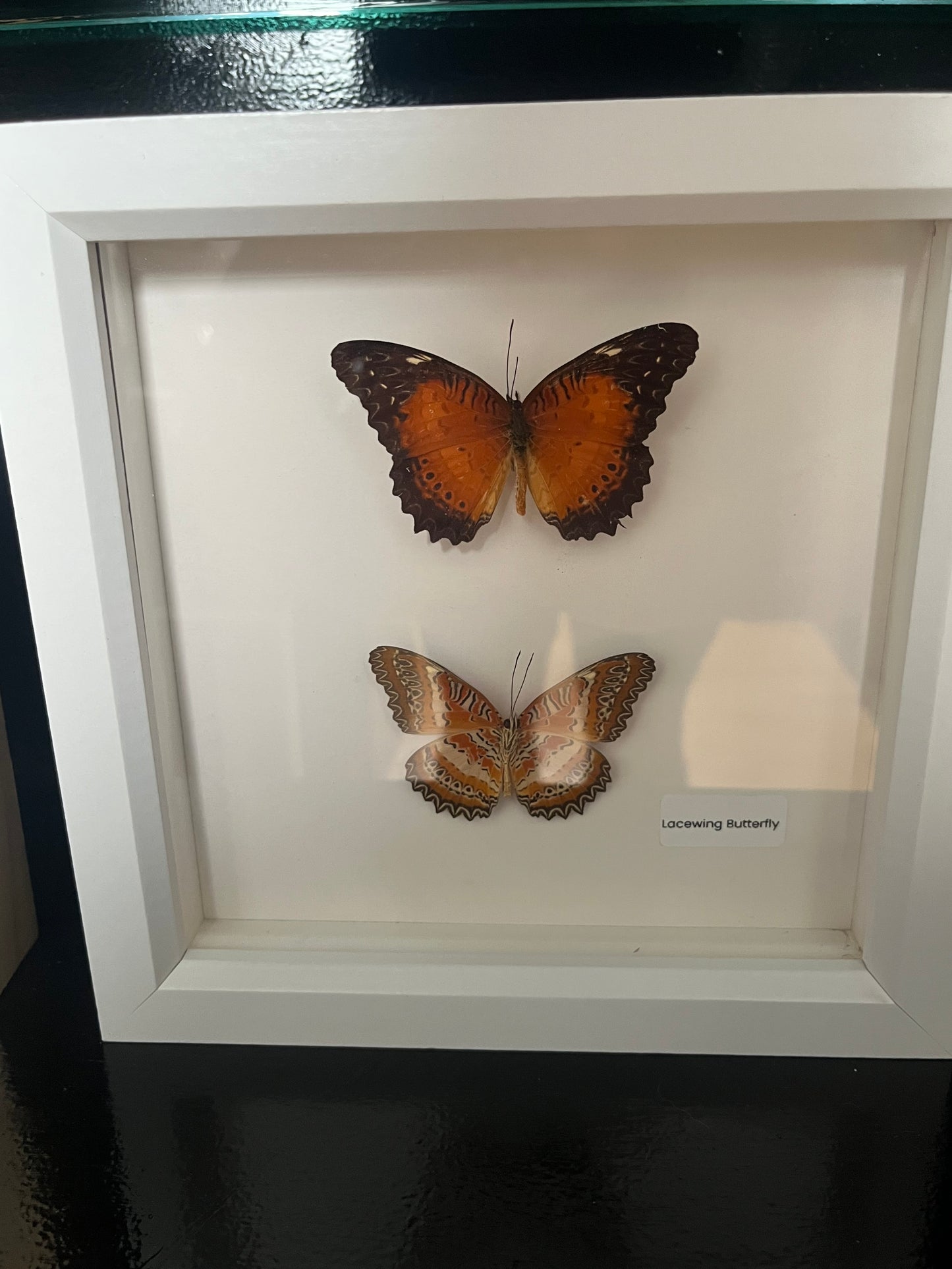 Double Lacewing Butterfly