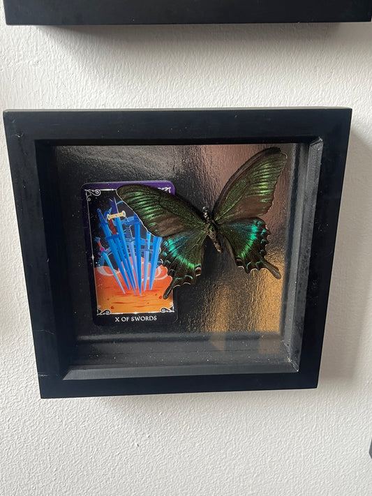 Alpine Black Swallowtail with X of Swords