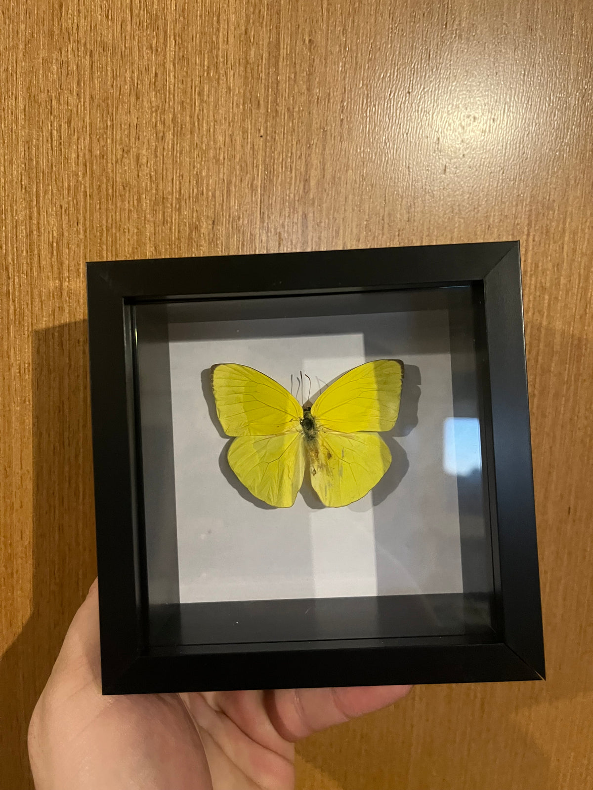 Yellow Sulphur Butterfly