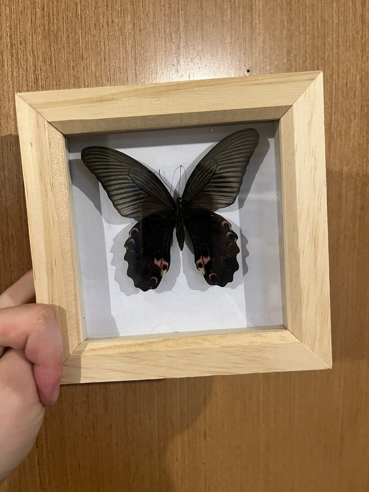 The Spangle Butterfly