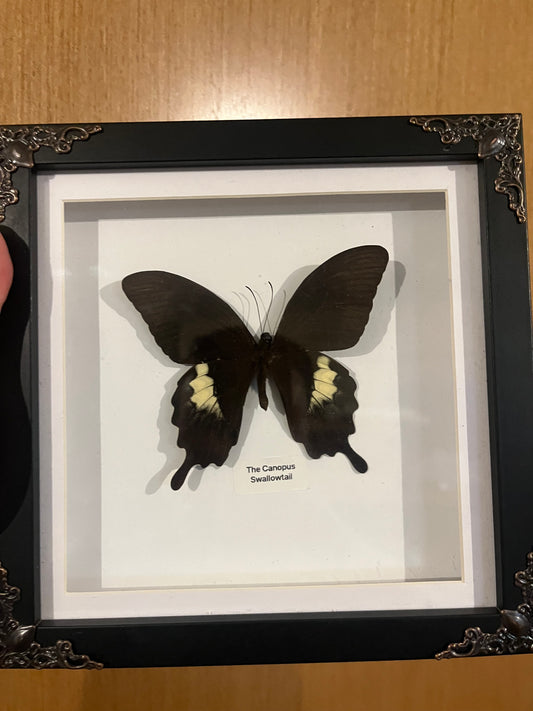 The Canopus Swallowtail