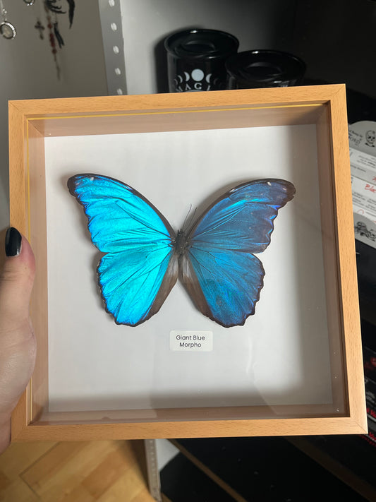 Giant Blue Morpho