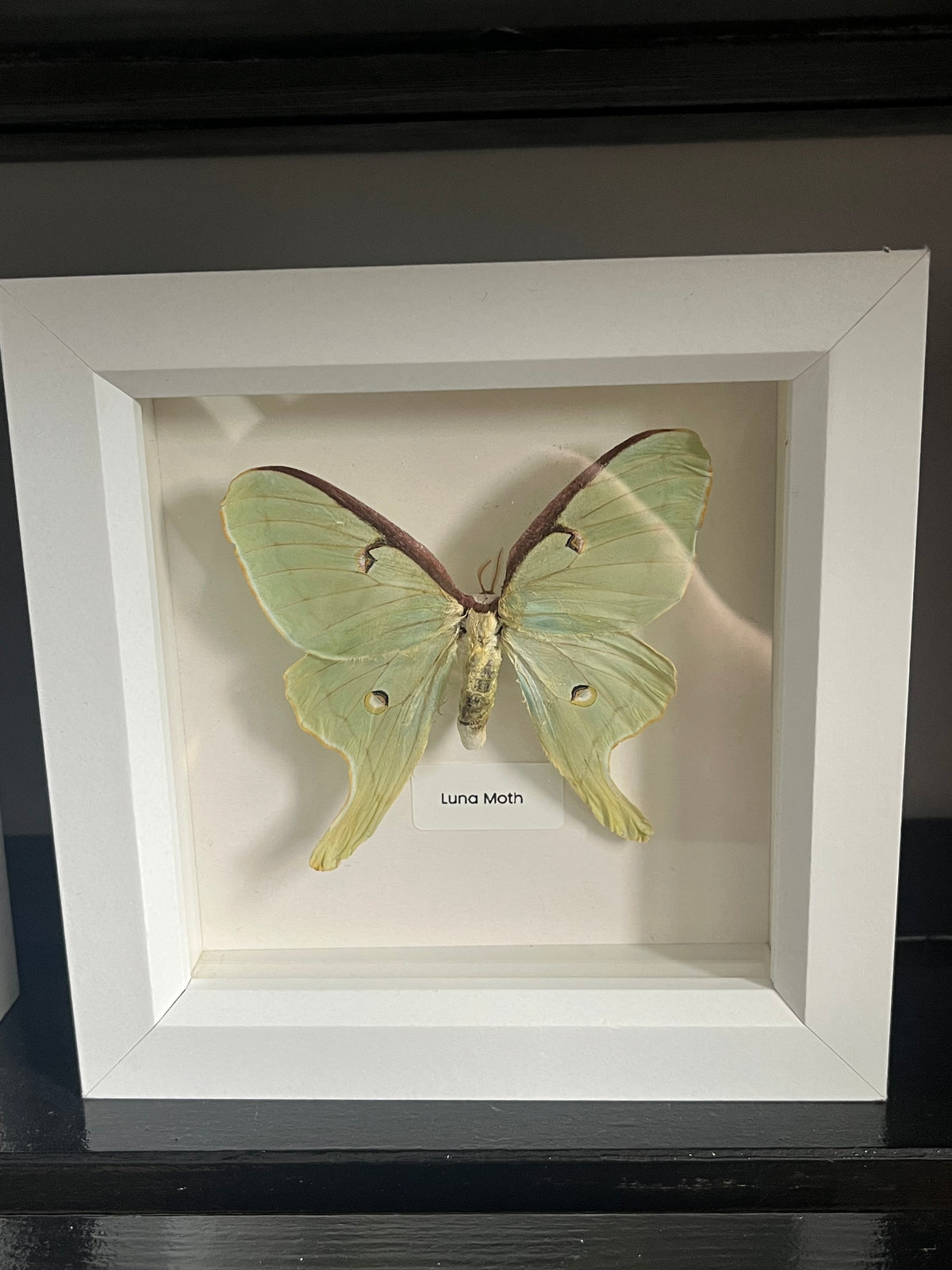 Luna Moth