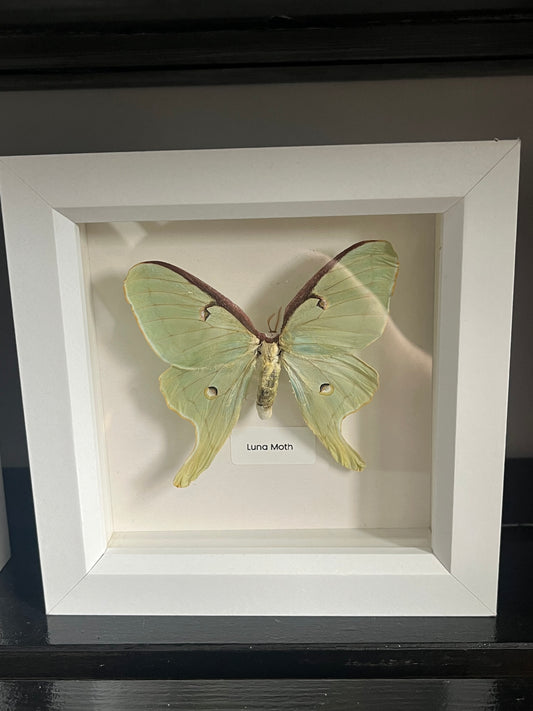 Luna Moth