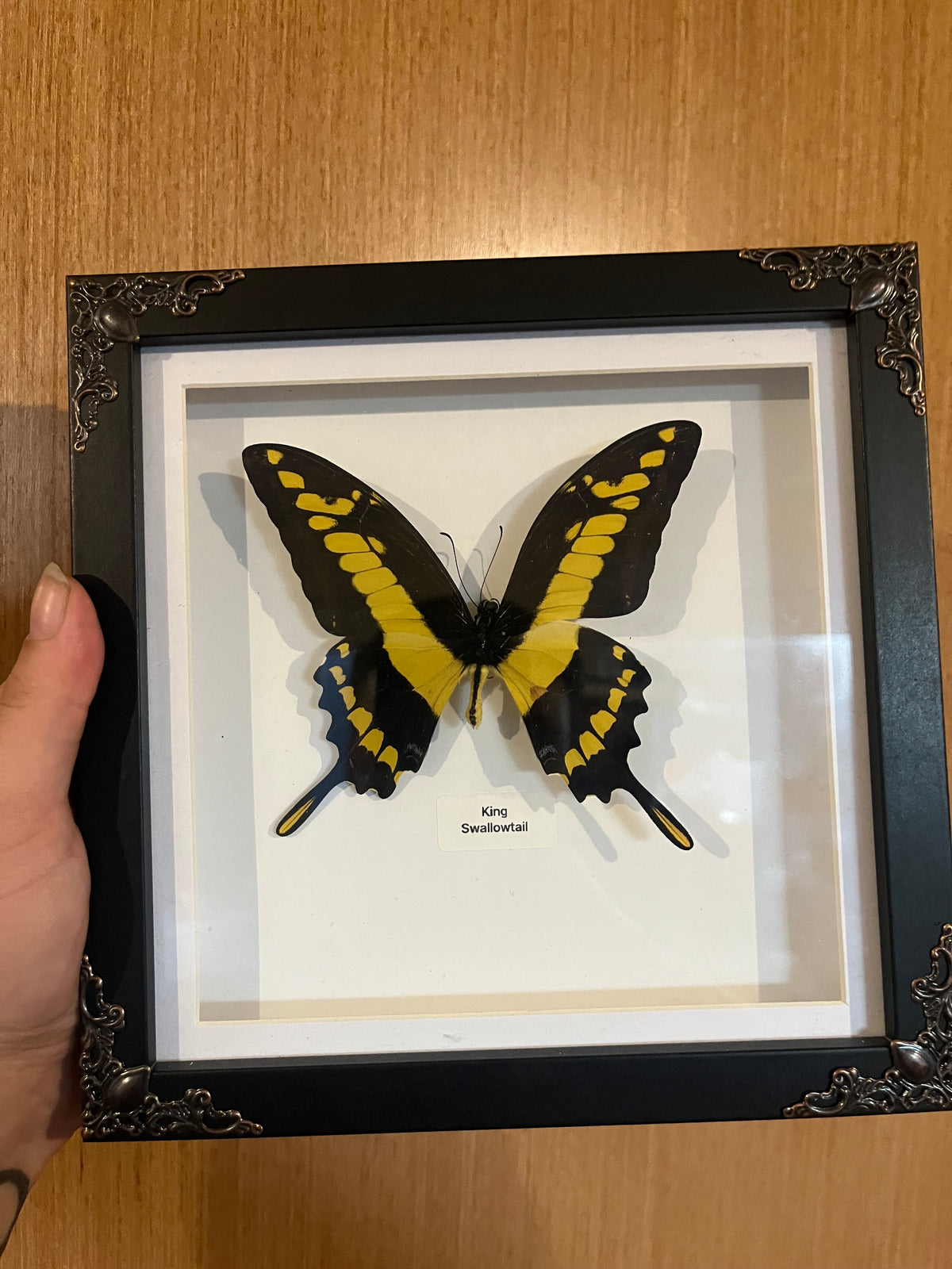 King Swallowtail