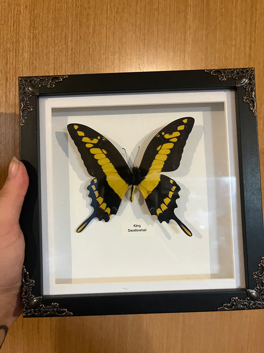 King Swallowtail