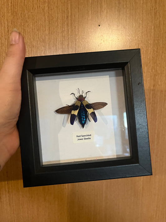 Red Speckled Jewel Beetle