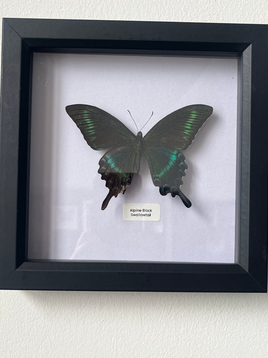 Alpine Black Swallowtail