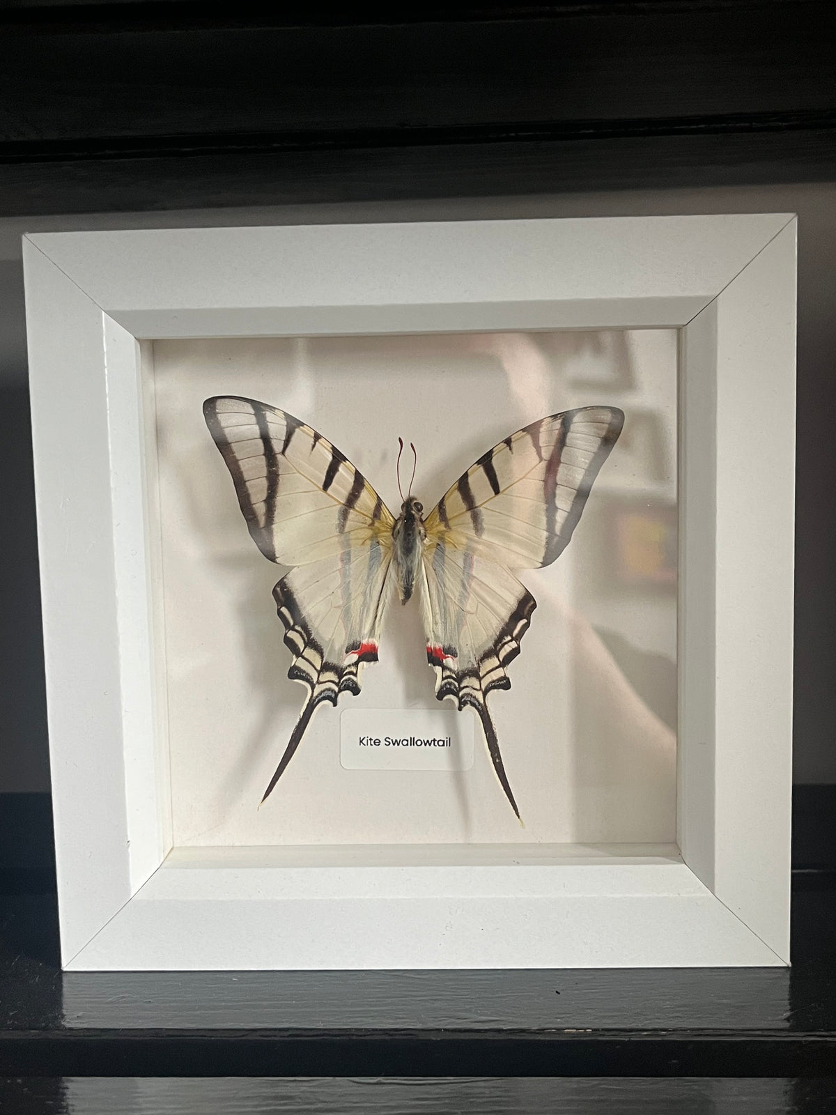 Kite Swallowtail