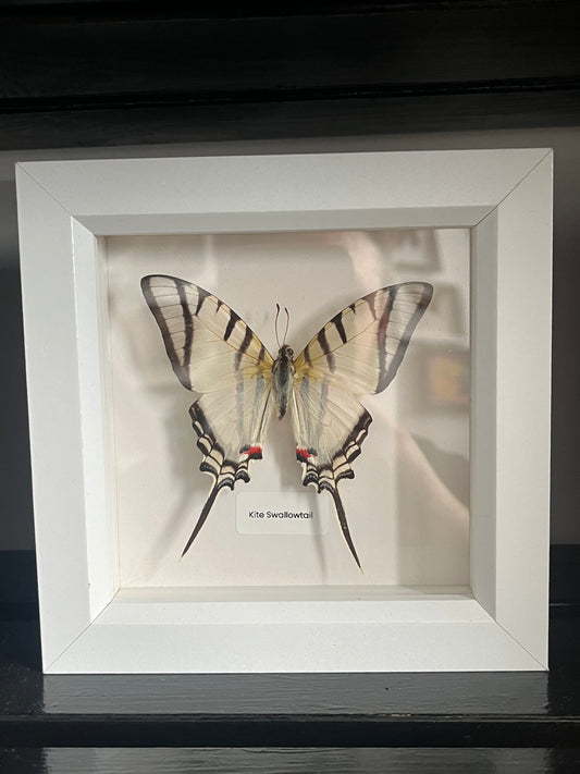 Kite Swallowtail